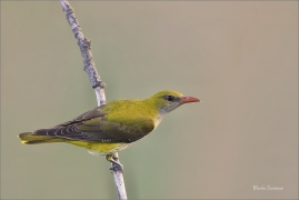 <p>ŽLUVA HAJNÍ (Oriolus oriolus) - jižní Morava - Pouzdřanská step ---- /Eurasian golden oriole - Pirol/</p>